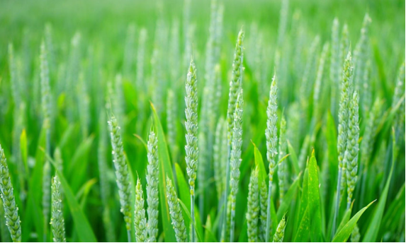 Can agriculture exports lead to farm income growth?